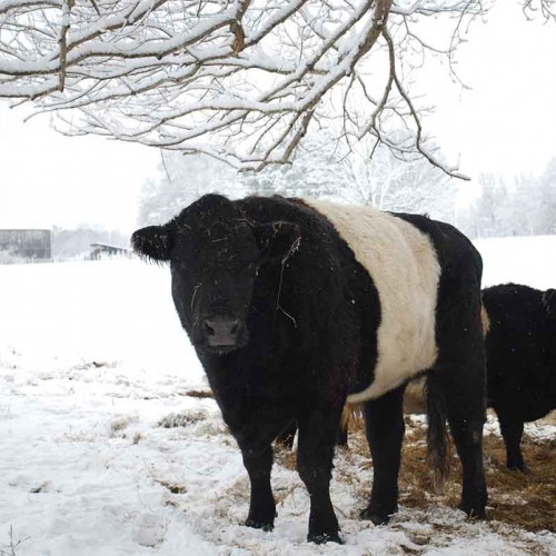 My Belted Galloway (Oreo cow) named Chip leads the other cows to some hay on a snowy afternoon on our family farm on Highway 705 in Moore County. —Jennifer Garner, Seagrove, Randolph EMC