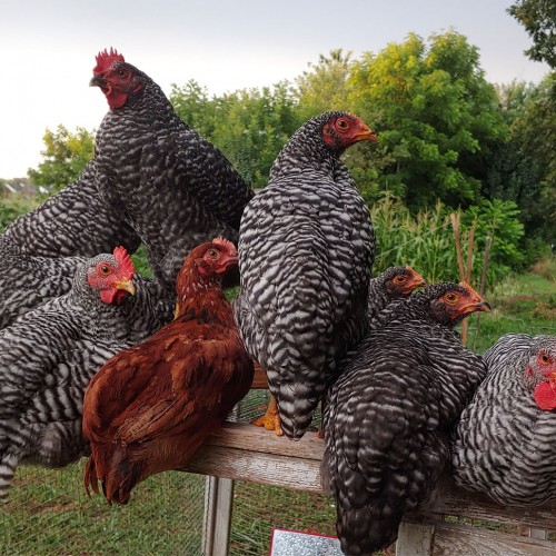 My babies (Barred Rock and a single Rhode Island Red) rest a bit after a hot day of scratching around the yard. They are so photogenic—I think they know how beautiful they are and they like to pose for the camera! —Jennifer Moore, Statesville