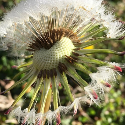 I marveled at the beauty of this dandelion’s insides. It took me back 50 years—playing in the backyard, plucking dandelions, and blowing the seeds in the air, like fairy dust into the sky. —Jill Gunter, Ocracoke, A member of Tideland EMC 