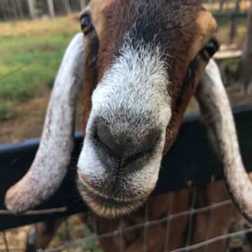 About a year and a half ago we bought 2 goats, Cookie and Ginger (pictured). From their intriguing behavior and curiosity, to their strange noises, goats are amazing creatures. —John Walters, Monroe, Union Power
