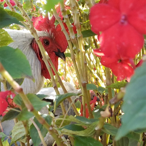 Ralph the Lavender Orpington rooster likes to go undercover in my red impatiens. —Judie Honeycutt, Hamlet, Pee Dee Electric