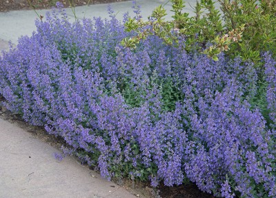 Count on Catmint for Reliable, Showy Flowers