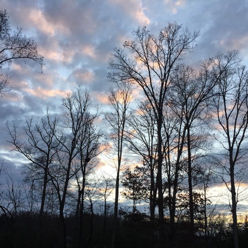 During the winter months, when the trees are bare, the black silhouette of the trees against the sky is so beautiful. As another day draws to a close, the beauty of the sky brings me comfort.—Karen Eacho, Tobaccoville, A member of Surry-Yadkin EMC