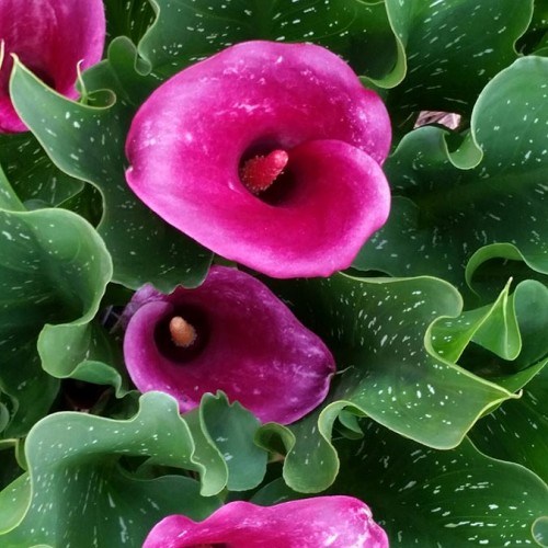 I like to grow perennials and I am partial to purple and pink colored flowers in my flowerbeds in Wesley Chapel. These are my calla lilies. —Karen Ledford, Waxhaw, Union Power