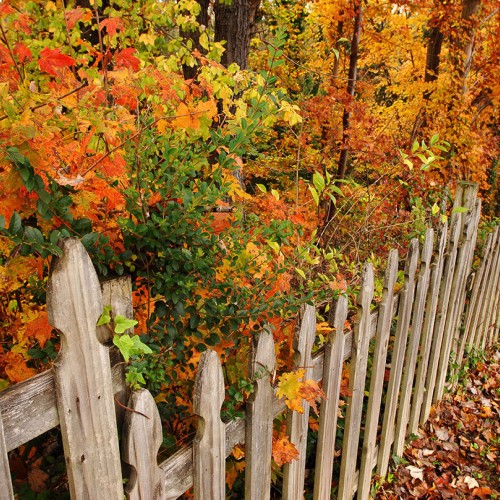 Moving to Mount Airy was perfect—this town seems to have it all. This fence runs along one of its main streets. This country town and neighbors have opened their arms to us, making home feel like heaven. —Kathleen Fosselman, Mount Airy
