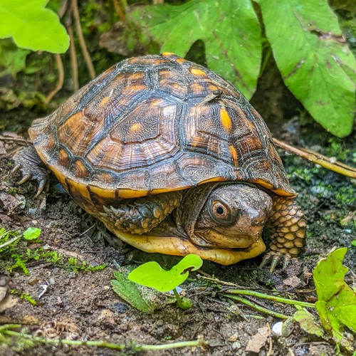 We usually see an eastern box turtle in our yard once a year. This tiny one slowly made his way along the side of the house. We enjoy the diversity of wildlife that surrounds us in Carolina country.—Keith Anderson, Wake Forest, Wake Electric
