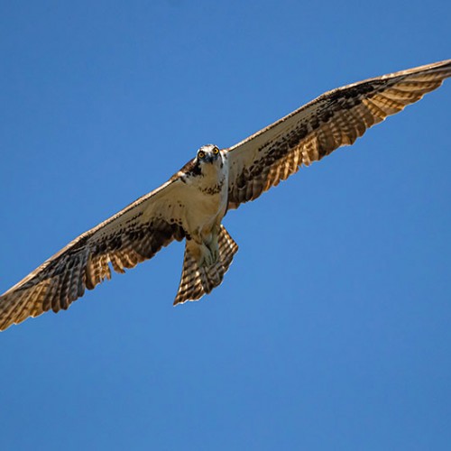 The Osprey has a wingspan of 70 inches and is a fish-eating bird of prey. I often see them fishing in the waters of Lake Tillery. This one decided to fly over and make eye contact as I was in my canoe. —Kevin Henderson, Concord, Union Power