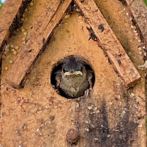 I heard chirping from the birdhouse and chirped back. The next thing I knew, a bird fell out on the ground. I helped it back inside the house. I thought I had prematurely lured it outside with my bird call! —Kim Bowers, Wake Forest, Wake Electric