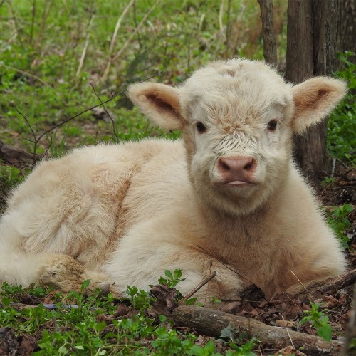 My husband and I run a farm called Mop Top Acres in Seagrove. I love it when calves are born—the different colors are fun. Zoey was born to our sweet cow Hope and she is kind and sweet and wants treats! —Kimberly Mayo, Seagrove, A member of Randolph EMC