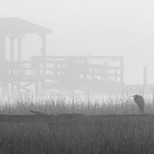 Near the NC/SC state line, this great blue heron enjoys a foggy morning on the marsh near the Intracoastal Waterway.—Kristin Rahn, Ocean Isle Beach, Brunswick Electric