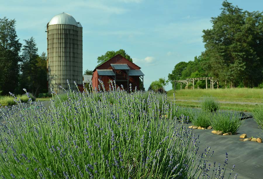 North Carolina's Lavender Landscapes - Carolina Country
