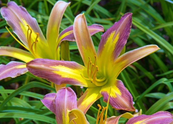 Spider Daylilies are Both Tough and Pretty