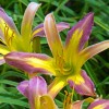 Spider Daylilies are Both Tough and Pretty
