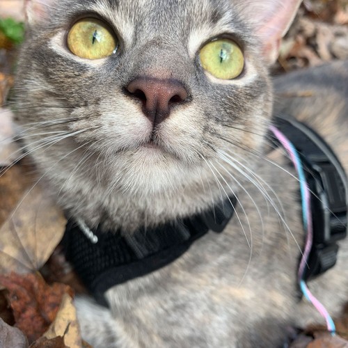 My cat Luna or “Big Lu” cries loudly whenever I go outside until I put her harness on and take her out with me. —Leo Verna, age 13, Creedmoor, Wake Electric