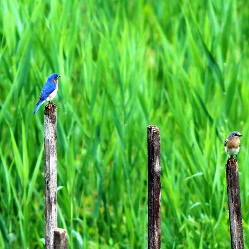 This past spring, a male and a female bluebird would stop by my garden to see what bugs were available for dinner. —Linda Sandbo, Morehead City