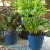 Keep Things Growing this Fall with Loose-leaf Lettuce
