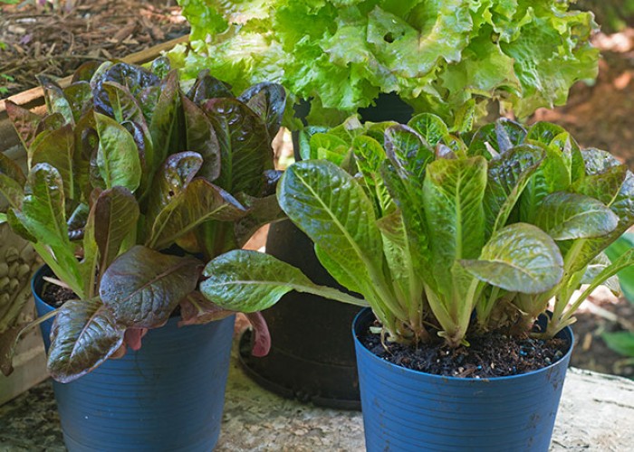 Keep Things Growing this Fall with Loose-leaf Lettuce