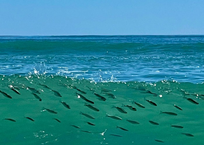 “My favorite time in Emerald Isle is watching baitfish in the waves.” —Lorraine White, Emerald Isle, Carteret-Craven EC 