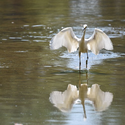 This fabulous egret was showing off her modern dance techniques and the splender and grace of this magnificent creature was reflected on the water at Bogg Garden in Greensboro.—Lowell Rauch, Greensboro, Blue Ridge Energy
