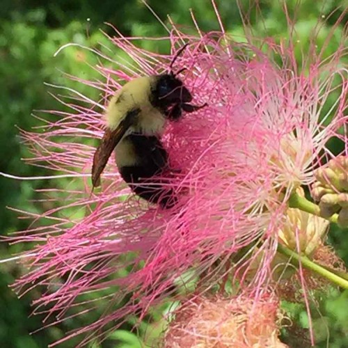 Nothing says Carolina Country like a Mimosa tree in the summer. I delight in the simple things, like bumble bees, Mimosa trees and nature at work. Nothing is finer than to be in Carolina! —Lynn McDonald, Shallotte, Brunswick EMC