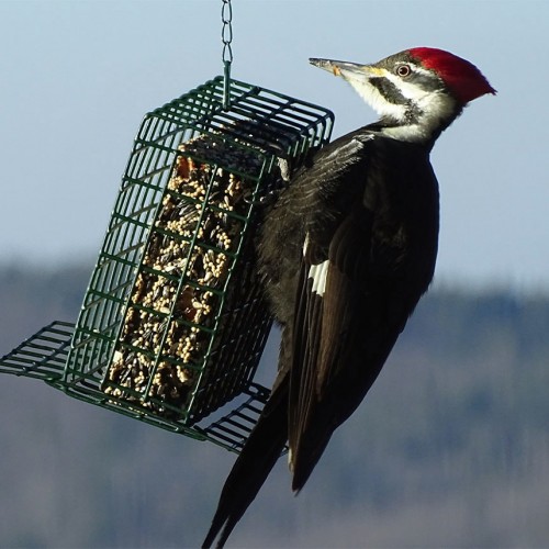Taken from our deck in the North Carolina Mountains (outside of Brevard), this huge Pileated Woodpecker enjoys the large suet cakes. He comes at least once a day and we look forward to his visits! —Lynne Seymour, Rosman, A member of Haywood EMC