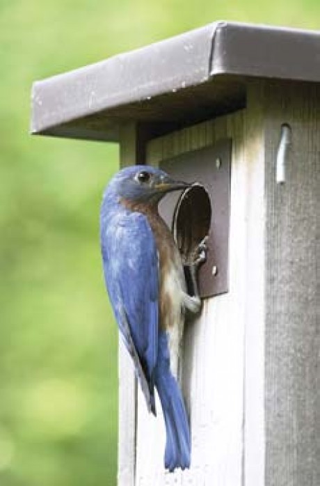 Bluebirds In North Carolina