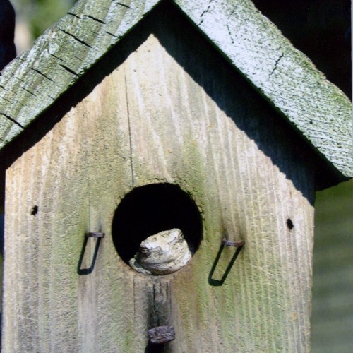 Move over birds, froggy’s in the house! This little grey tree frog has taken over one of our bird houses. It crawls out at night to enjoy the all-you-can-eat special on mosquitoes! —Marla Watson, Indian Trail, A member of Union Power Cooperative