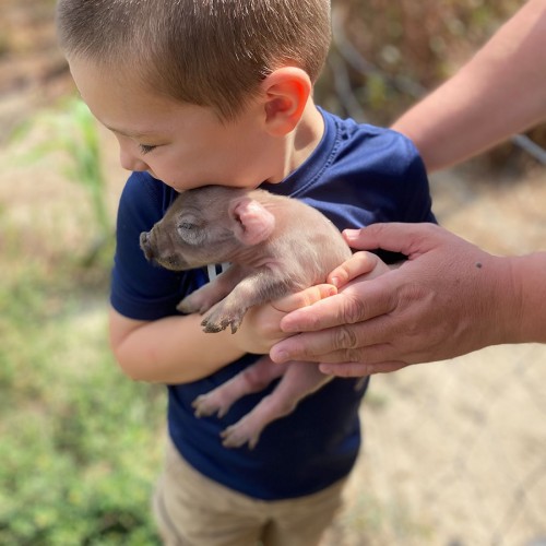 We had a litter of Duroc pigs and our five-year-old son begged to hold a piglet. His daddy helped him to hold a one-day-old piglet for the first time. He hugged her and said 