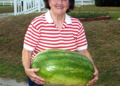 The organic watermelon