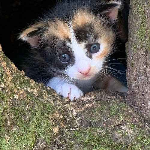 We found three kittens that were born in a hollow tree in the woods behind our house. When I snapped this photo they were three weeks old and would come up to the edge of the tree for us to pick them up. —Melanie Maples, Fayetteville, South River EMC