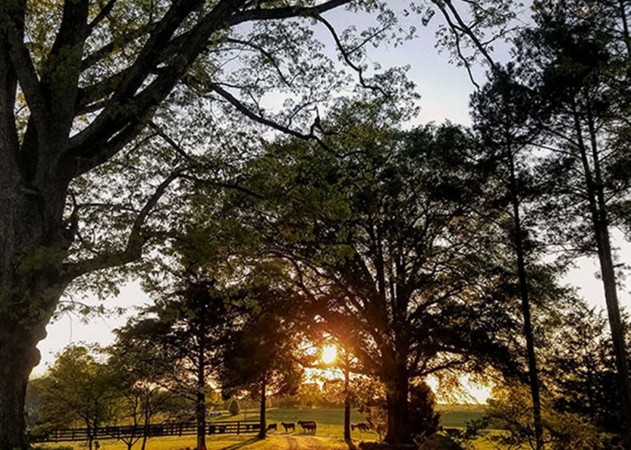 “I live on 5 acres in Iredell County, tucked down an ol’ dirt road. Sometimes I get to witness this—the sun setting over a 200-year-old oak tree while the cows graze. It's why I live in NC.” —Melanie Salzman, Mooresville, EnergyUnited 