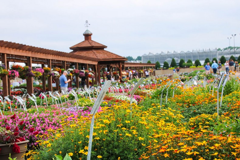Metrolina Greenhouses Has Flower Power