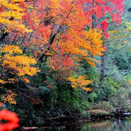 I just love the natural beauty that this world has to offer. Yes, this state is beautiful any time of the year, but my favorite is by far the fall. The color display the leaves put on is just breathtaking!—Michael Briggs, Fayetteville, South River EMC