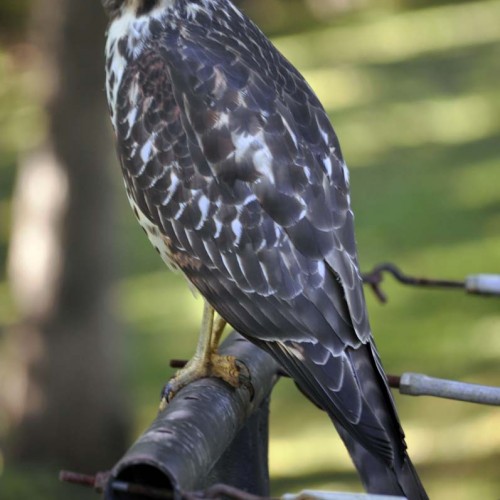 This hawk visited our backyard for several days before I was able to capture a picture. The hawk was very graceful in flight and just as suddenly as he appeared, he disappeared and has not yet returned. —Mike Brown, Morganton, Rutherford EMC