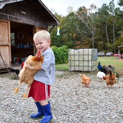 My four-year-old great-grandson has become adept at catching the chickens in his yard. He loves to pick up a feathered friend but the chickens seem less than thrilled... —Mildred Moore, Seagrove, A member of Randolph EMC