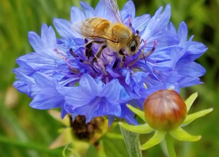 “Our farm, The Farm at Huckleberry Bay, an NC Century Farm, provides habitat for pollinators essential to NC agriculture. A wide variety of pollinators are attracted to our pollinator garden.” —Myra Tyler Godwin, Tabor City, Brunswick Electric