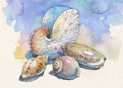 Shells of North Carolina