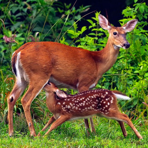 We live on over 50 acres in Stokes County. We are fortunate to have an abundance of wildlife on the property, such as this deer and fawn I spied from the kitchen window. —Patty Young, Westfield, a member of Surry-Yadkin Electric