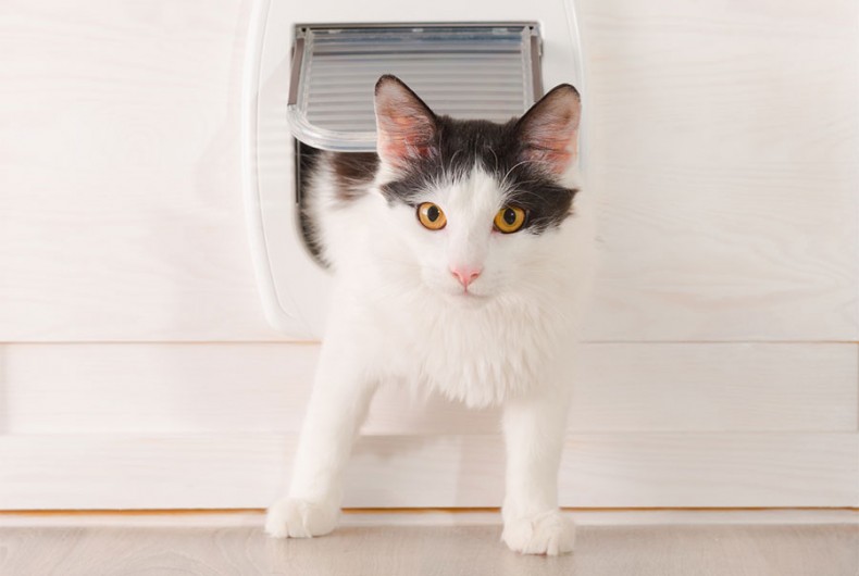 Energy Considerations for Pet Doors