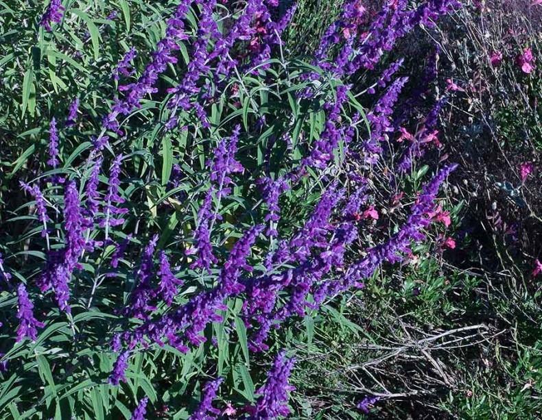 Patience in Purple: Mexican Bush Sage