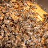 How to Be a Beekeeper
