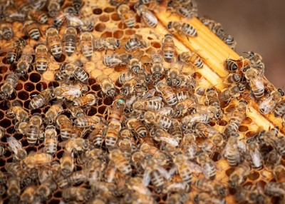 How to Be a Beekeeper