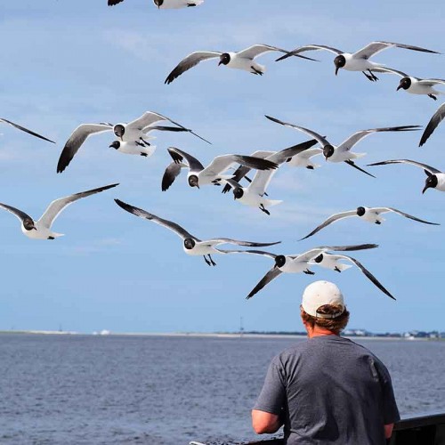 This picture was taken as my husband, Greg Hanes, was feeding the seagulls while we were taking the ferry from Southport to Fort Fisher. —Ravonda Hanes, Asheboro, Randolph EMC