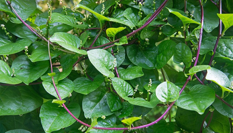 Enjoy Tender Greens in Summer Heat with Climbing Spinach