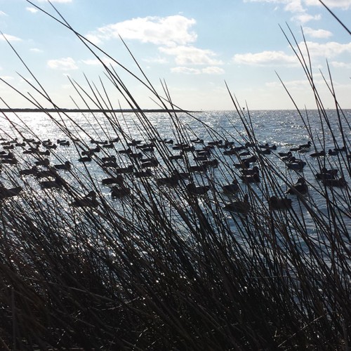 We went to Morehead City with some friends that duck hunt. The air was chilly and my teeth were chattering but the ducks didn't seem to mind at all. The scenery was breathtaking. —Rodney Hammond, Cleveland, A member of EnergyUnited