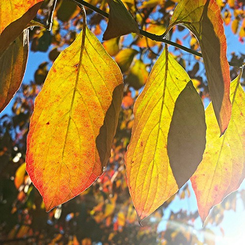 An exquisite fall day in October 2017 on Jonathan Creek. —Savannah Rathbone, Waynesville, A member of Haywood EMC 