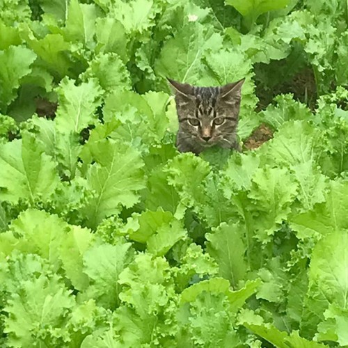 My newly adopted cats will hide anywhere to get away from the two chihuahuas that are constantly chasing them. This was a perfect spot for Sunshine, in the middle of the greens’ patch! —Sharlyn Lowder, New London, Union Power Cooperative