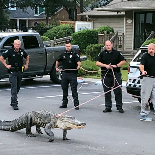 Last year, Sunset Beach officers responded to reports of a gator prowling a neighborhood. After slipping a rope around his neck, the 9-foot gator was walked to a nearby lake and has not been seen since. —Speed Hallman, Wadesboro, Brunswick Electric