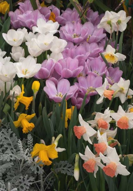 The basics of spring-flowering bulbs