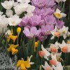 The basics of spring-flowering bulbs